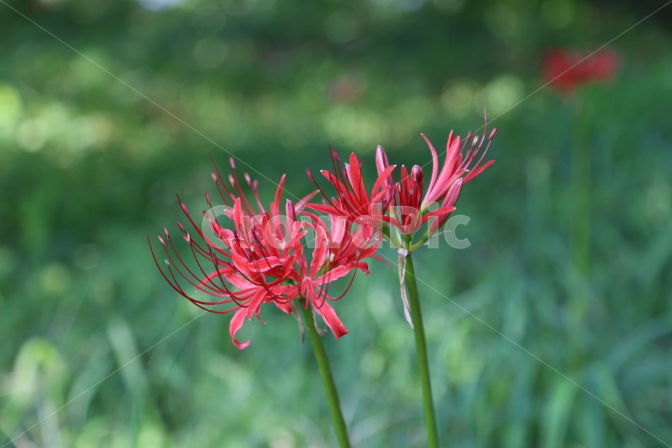 꽃무릇,상상화,자연,꽃,flower,식물,자연,plants,nature,꽃,flower