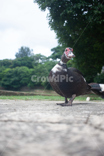 오리,동물,자연,풍경,animal,동물,animal,조류,새,birds