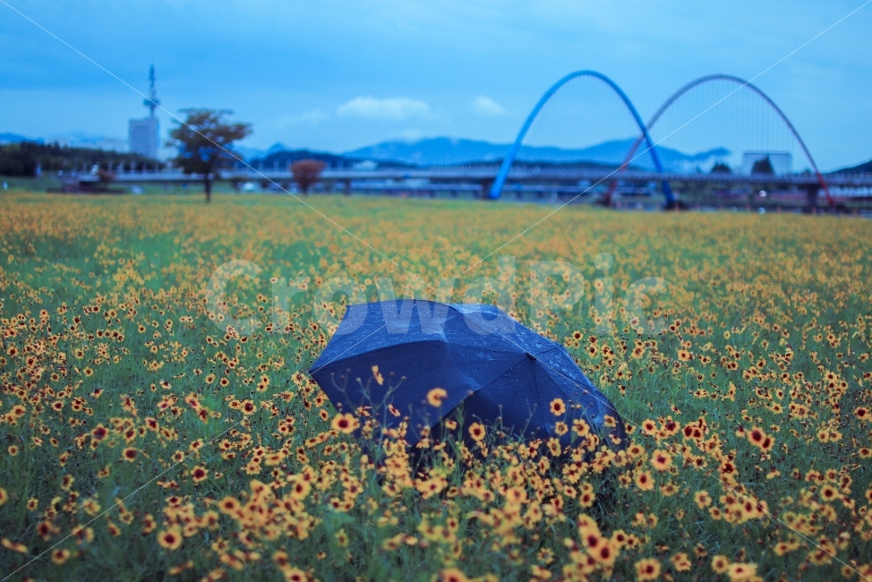 우산,꽃,풍경,꽃밭,대전,자연,풍경,nature,landscape,비,비오는날,rain,rainy