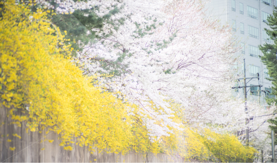 개나리,노랑,벚꽃,꽃,봄,벚나무,봄,계절,spring,season,자연,풍경,nature,landscape,휴식,힐링,rest,relaxation,healing,plant,식물