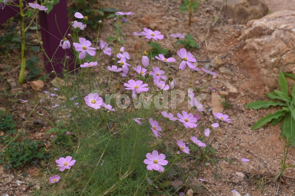 plant,식물,꽃,수목원,코스모스,식물,자연,plants,nature,꽃,flower