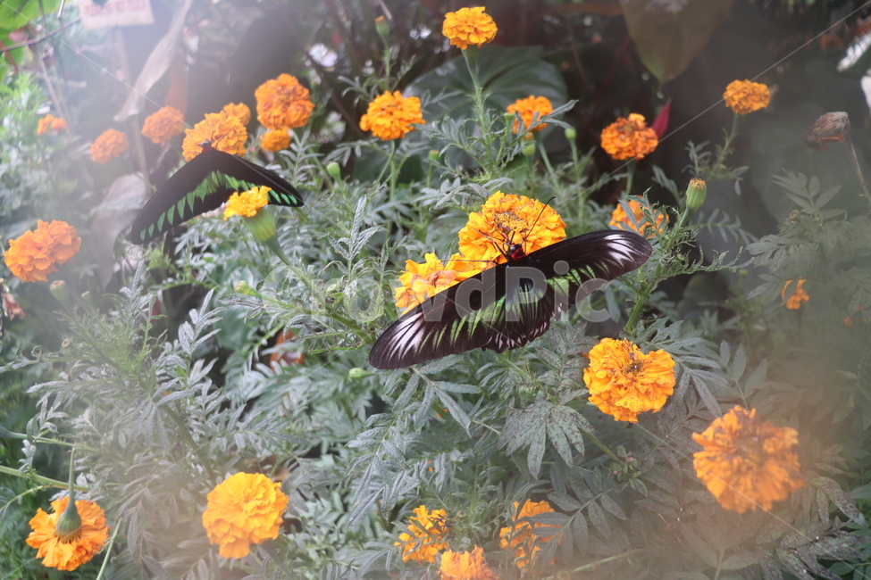 식물,plant,꽃,정원,나비,식물,자연,plants,nature,꽃,flower,곤충,벌레,insect,bug