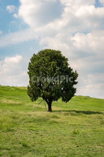 plant,나무,tree,나홀로나무,올림픽공원,하늘,잔디