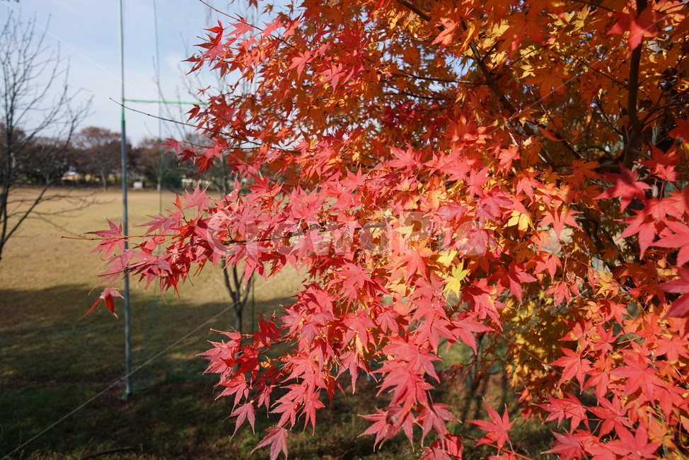 단풍나무,단풍잎,가을단풍,leaf,잎,plant,식물,tree,나무,단풍,가을,계절,fall,autumn,season,식물,자연,plants,nature,나무,trees,wood