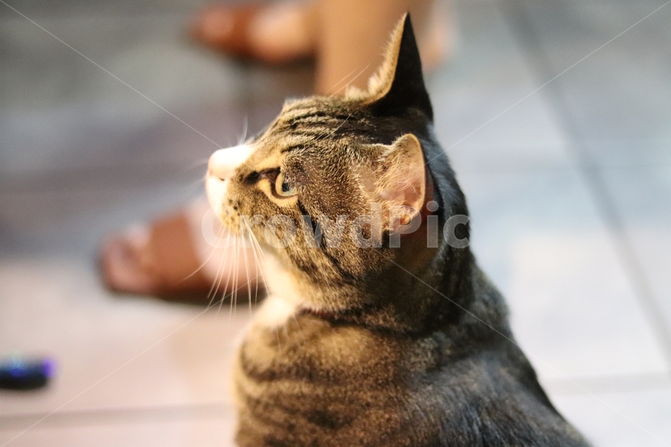 고양이,동물,색감,감성,얼굴,동물,animal,포유류,mammal,고양이,cat,kitten,kitty