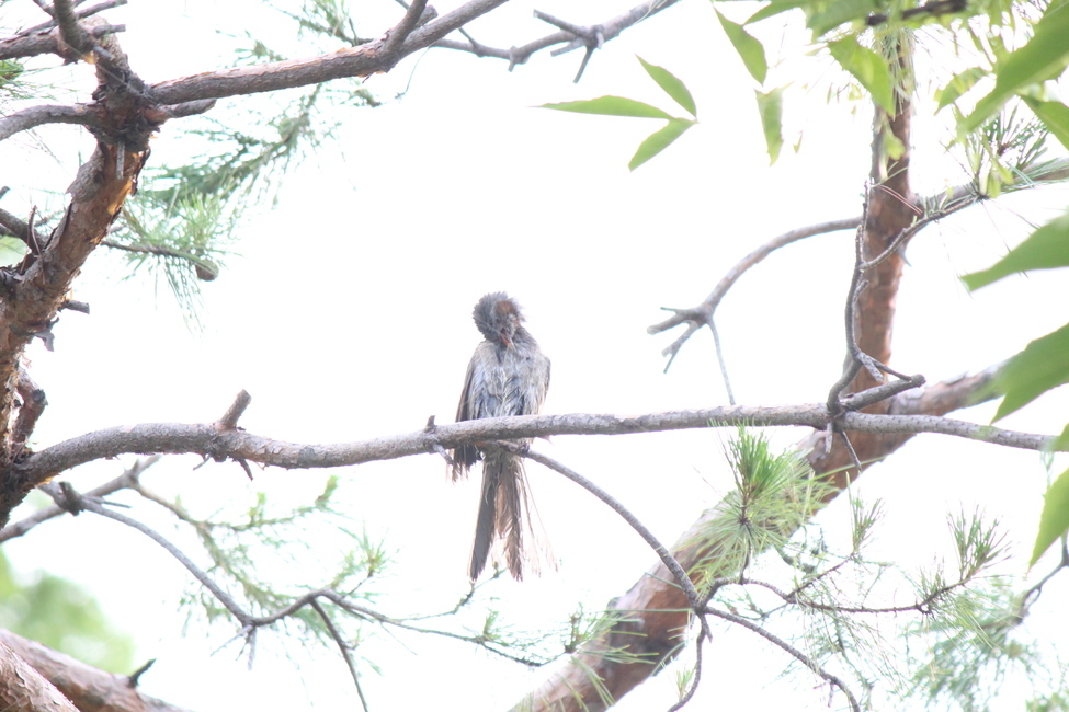 animal,accipiter,bird,shower,dry,water,동물,새,매,샤워,건조,동물,animal,조류,새,birds