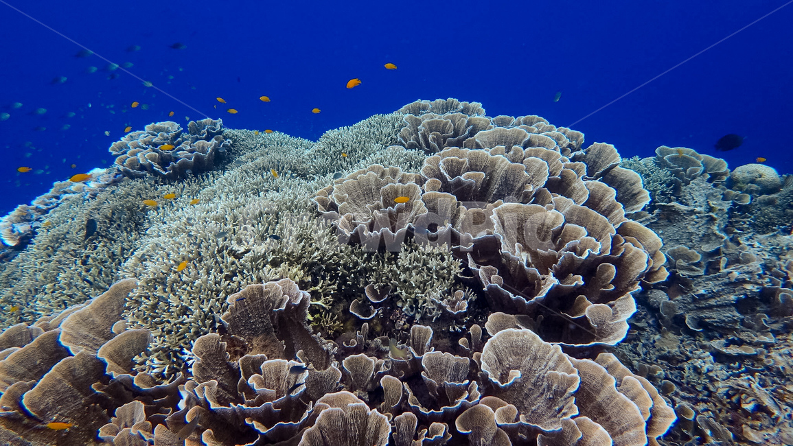 산호,바다,자연,sea,바다속,물고기,coral,동물,animal,어류,물고기,fish