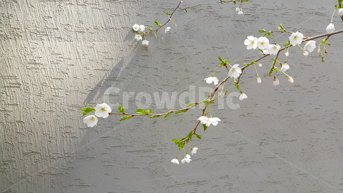 벚꽃,벚꽃나무,봄꽃,나무,식물,봄,계절,spring,season,자연,풍경,nature,landscape,식물,plants,꽃,flower,plant,blossom,petal,꽃잎