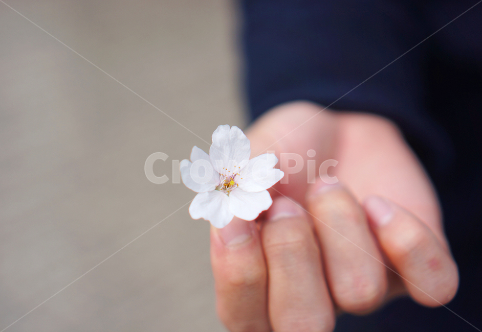 꽃,벚꽃,벚꽃잎,손,꽃송이,봄,계절,spring,season,꽃,flower,plant,식물