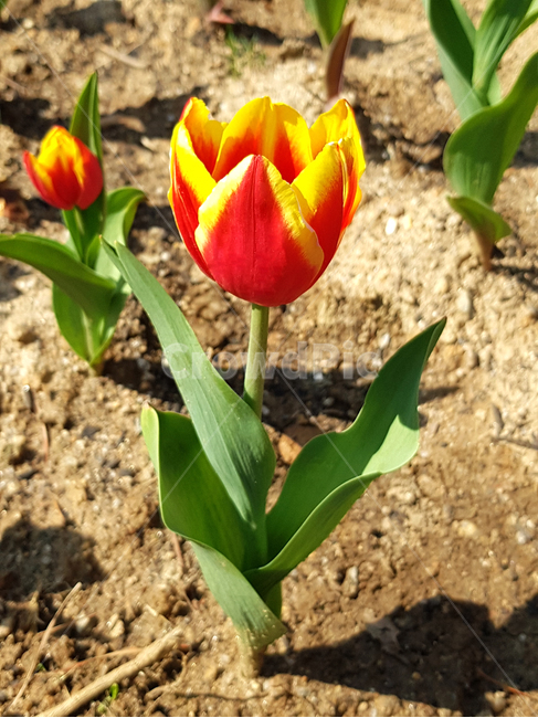 튤립,봄,꽃,식물,자연,예쁜꽃,꽃배경,tulip,작은꽃,식물,자연,plants,nature,꽃,flower