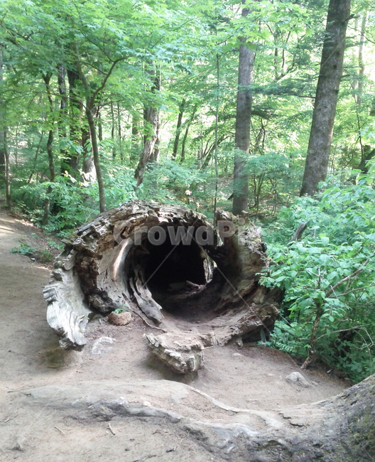 오대산,오대산전나무숲,오대산나무,나무터널,숲길,푸른오대산,고목,oldtree