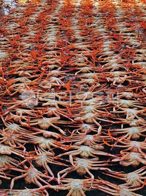 대게,영덕대게,해물,seafood,음식,food,경매장,대게경매