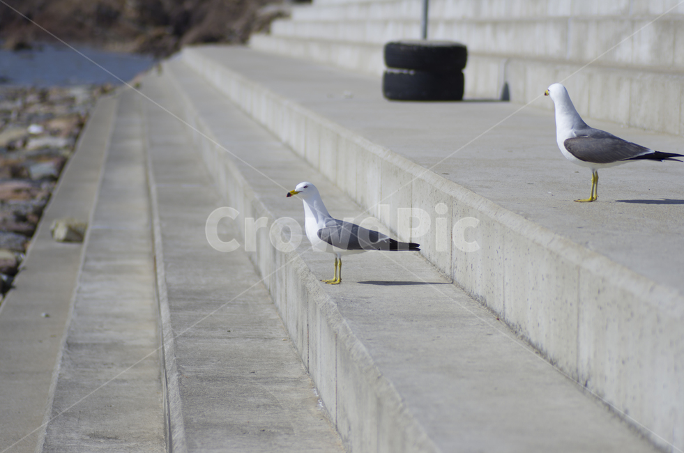 갈매기,새,계단,바다,해변,scene,view,feeling,emotion,nature,landscape,season,풍경,감정,감성,자연,계절,뷰티,gull,seagull,bird,sea,stairs,접사,매크로,클로즈업,확대