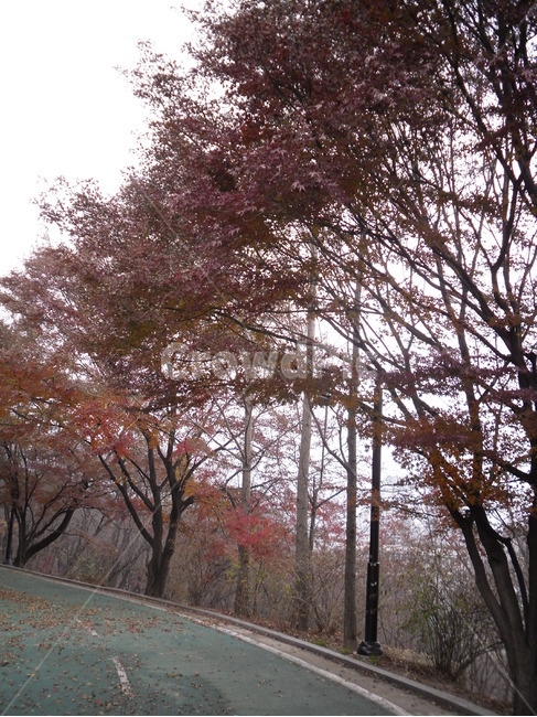 자연,풍경,landscape,nature,휴식,rest,season,가을,단풍,산책,산책로,서울,남산,namsan,나무
