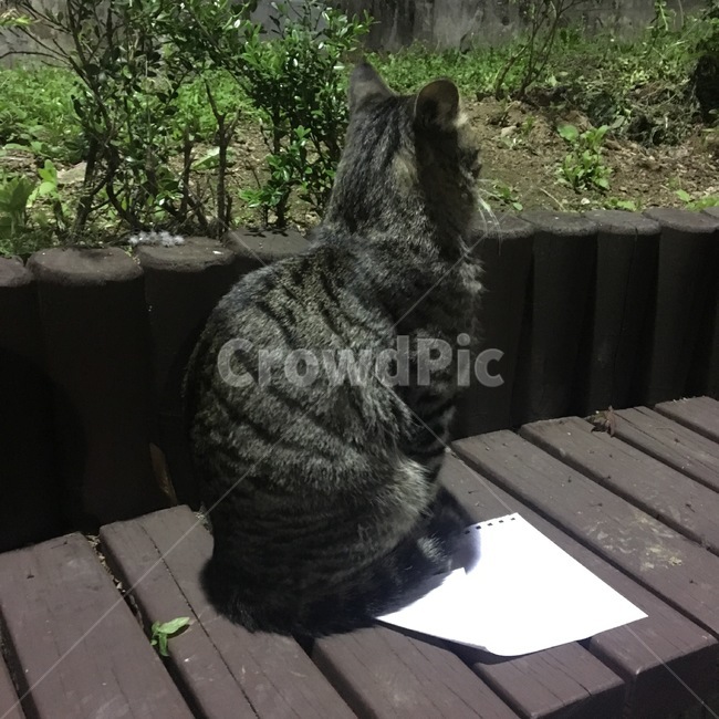 고양이,야옹이,검은고양이,줄무늬고양이,애옹이,동물,animal,포유류,mammal,고양이,cat,kitten,kitty