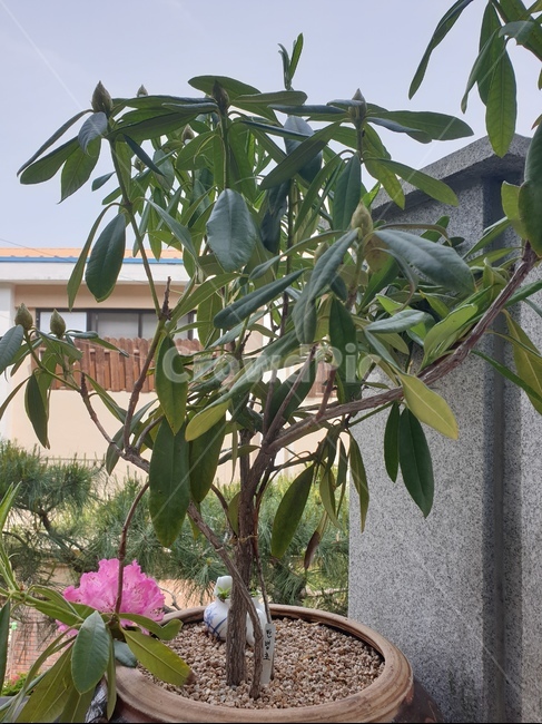 만병초,꽃,나무,예쁜꽃,식물,plants,flower,식물,자연,plants,nature