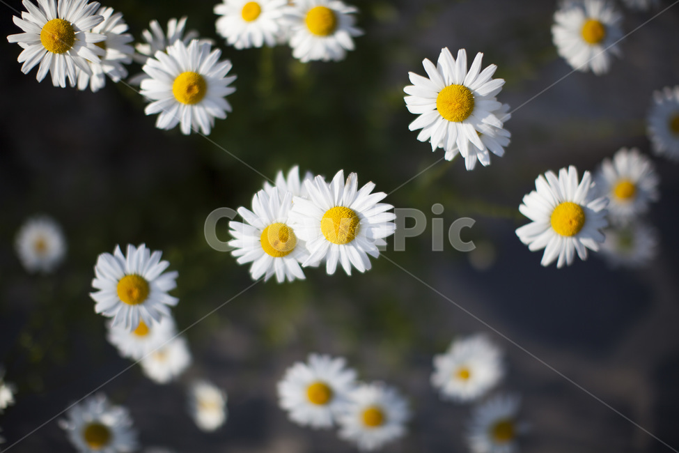 데이지,꽃,봄꽃,야생화,식물,자연,접사,계란후라이꽃,식물,자연,plants,nature,꽃,flower