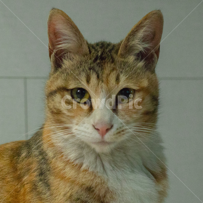 고양이,길고양이,동물,cat,animal,애완묘,귀여움,집사,냐옹이,야옹,meow,fluffy,fur,cute,cuteness,adorable,삼색고양이,straycat,portrait,초상화,kitty,kitten,암컷고양이,얌전,동물,animal,포유류,mammal,고양이,cat,kitten,kitty