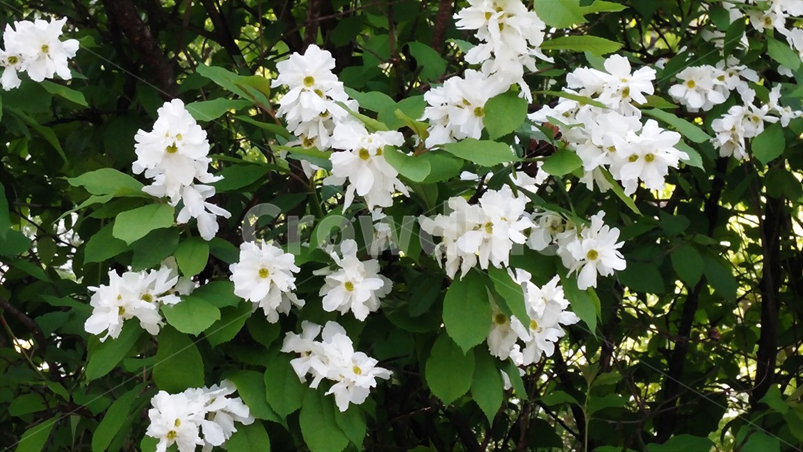 가침박달,가침박달꽃,장밋과,낙엽관목,까침박달,희귀식물,식물,자연,plants,nature,꽃,flower