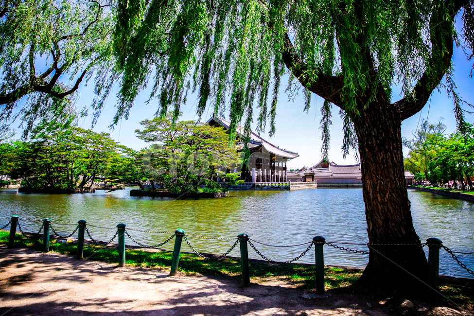 경복궁,경회루,소나무,나무,저수지,전통,전통건물,랜드마크,landmark,tourist attraction,한국랜드마크,한국관광지,한국명소,korea landmark,korea tourist attraction