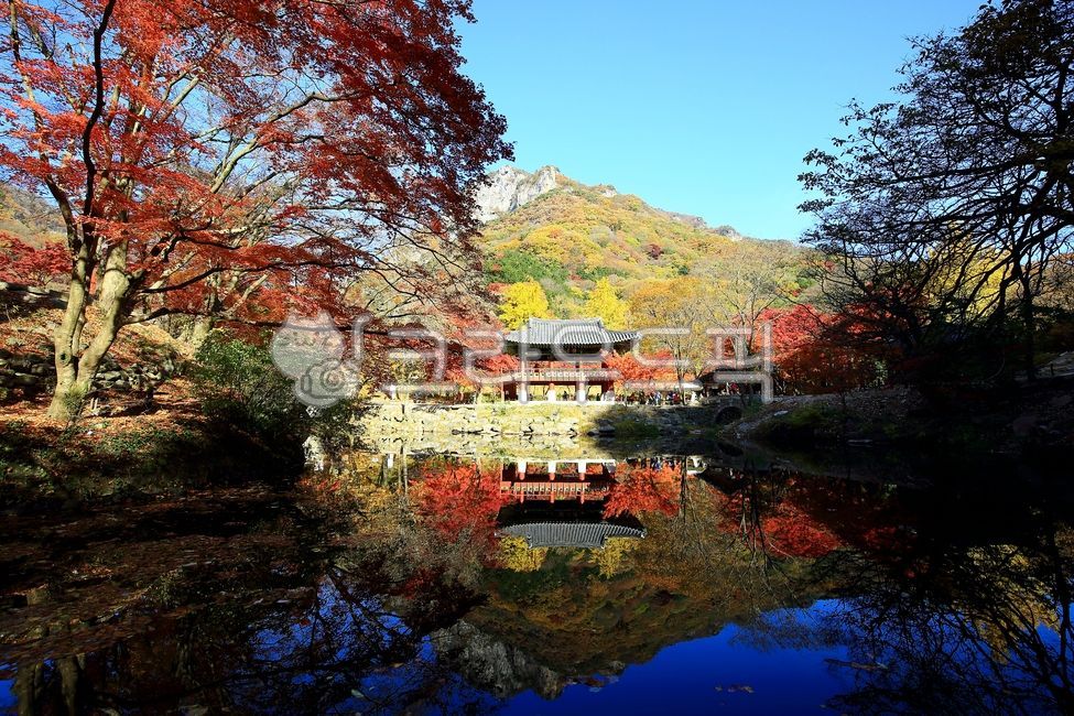 가을,단풍,아름다움,가을풍경,풍경,백양사,연못,나무,반영,자연,쌍계루,누각,nature,outdoors,옥외,pond,water,물,tree,leaf,잎,architecture,건축학,building,건물
