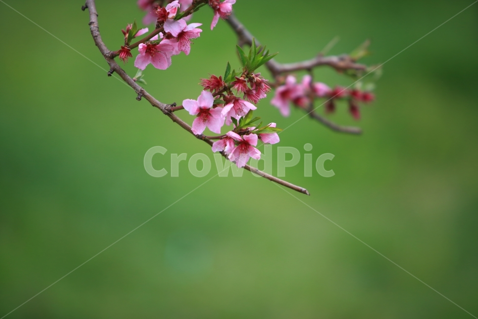 복숭아꽃,과일나무,자연,풍경,접사,봄,계절,spring,season,식물,자연,plants,nature,꽃,flower,plant