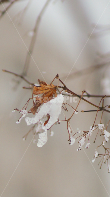 겨울,눈,식물,쌓인눈,차가움,겨울,계절,winter,season,식물,자연,plants,nature