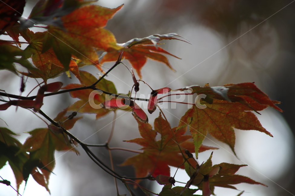 단풍,단풍나무,엽록소,가을,redleaves,가을,계절,fall,autumn,season,식물,자연,plants,nature,leaf,잎,plant,tree,나무,maple