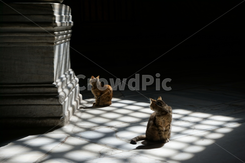 고양이,터키,햇볕,cat,sunshine,햇살,길고양이,동물,animal,포유류,mammal,고양이,cat,kitten,kitty