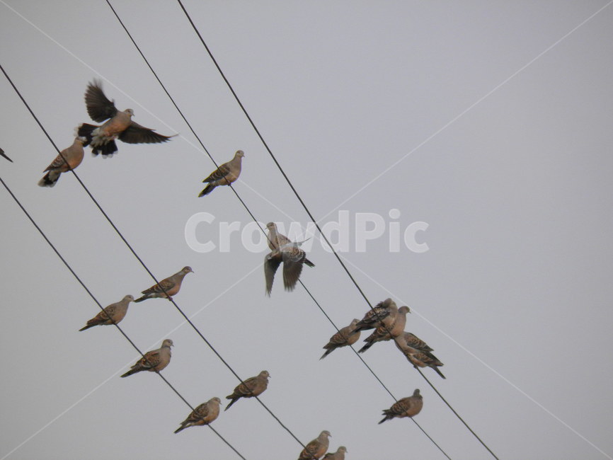 새,자연,아름다운,풍경,자연적인,동물,animal,조류,새,birds