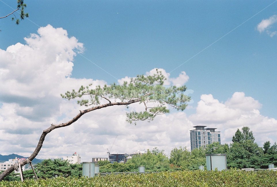 서울,소나무,공원,필름,하늘