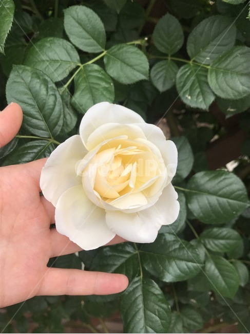장미꽃반지,하얀장미,장미꽃,장미,rose,장미꽃밭