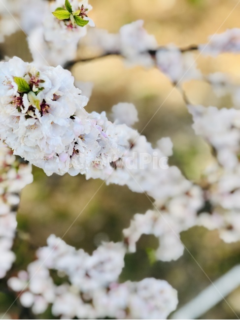 꽃,벚꽃,blossom,flower,plant,식물