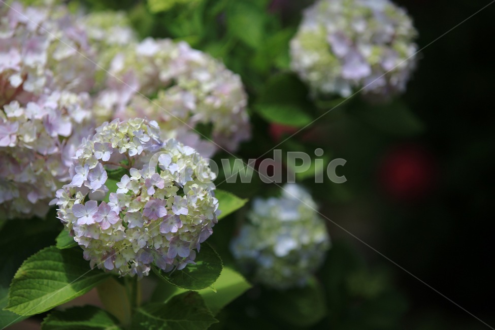 수국,꽃,식물,자연,flower