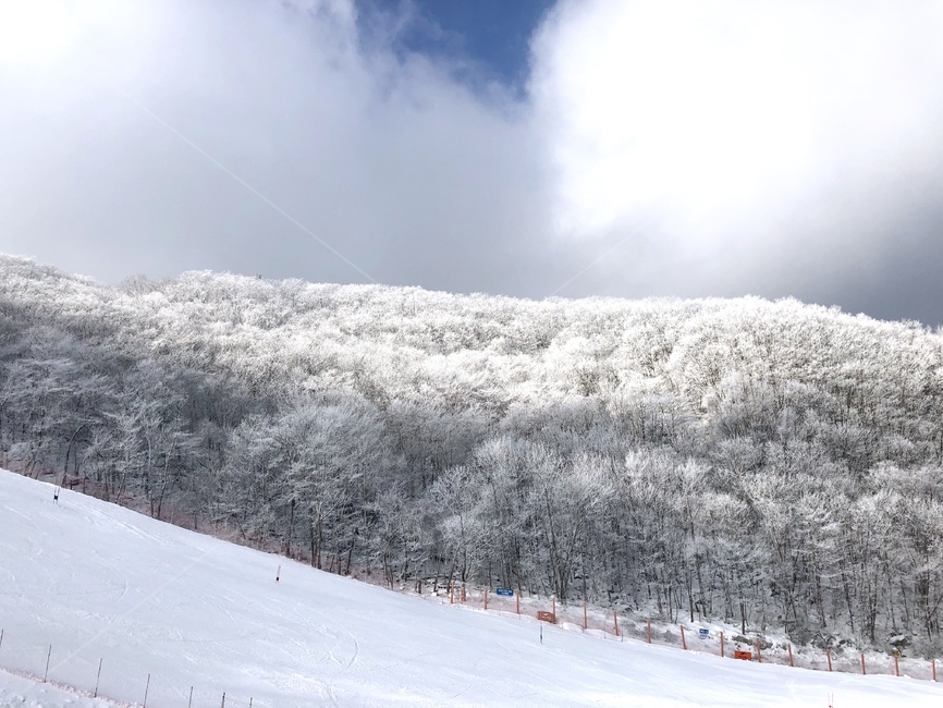 강원도,스키장,슬로프,눈꽃,설경,겨울,계절,winter,season,자연,풍경,nature,landscape,outdoors,옥외,tree,나무,plant,식물