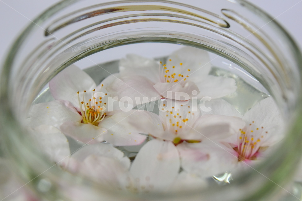 벚꽃,cherryblossoms,유리병,꽃잎,glassjar,꽃,물,jar,glass,flower,petal,petals,petalsonthewater,flowersonthewater,water,flowers,flowersinaglassjar,물위의꽃,물위의꽃잎,유리병안의꽃
