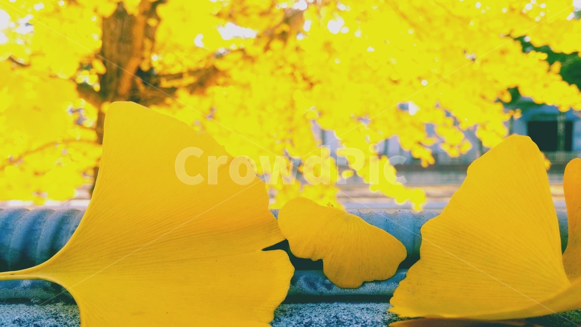 은행나무잎,노란잎,단풍,가을,담벼락,plant,식물,leaf,잎,가을,계절,fall,autumn,season