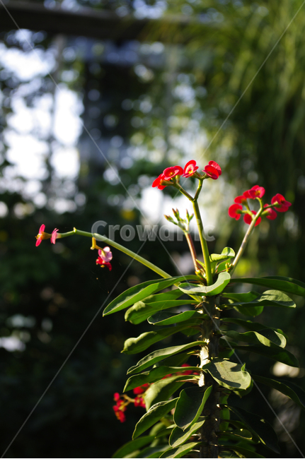 꽃,식물,flower,plant,꽃기린,식물,자연,plants,nature,꽃,flower