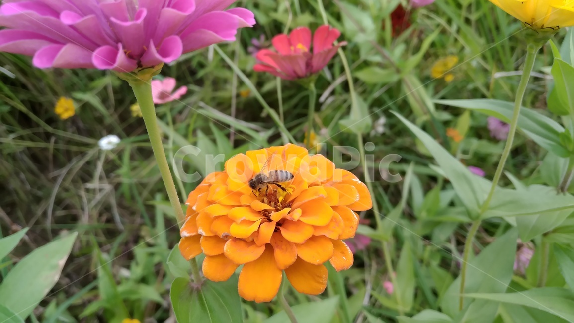 꿀벌,꽃,쉼,꿀,자연,노란색,식물,자연,plants,nature,꽃,flower,동물,animal,곤충,벌레,insect,bug