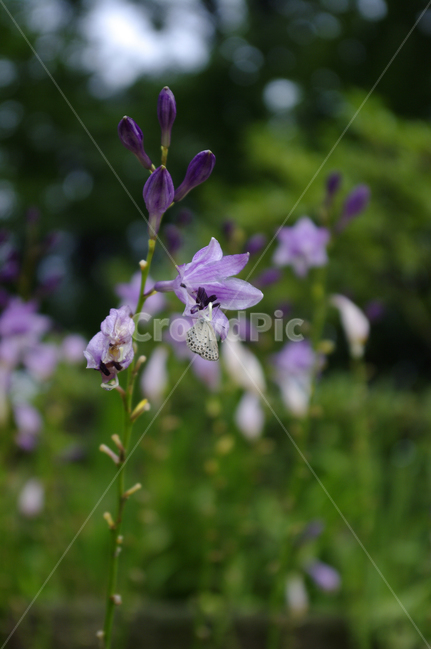 비비추,식물,plant,자연,nature,꽃,flower,식물,자연,plants,nature,꽃,flower