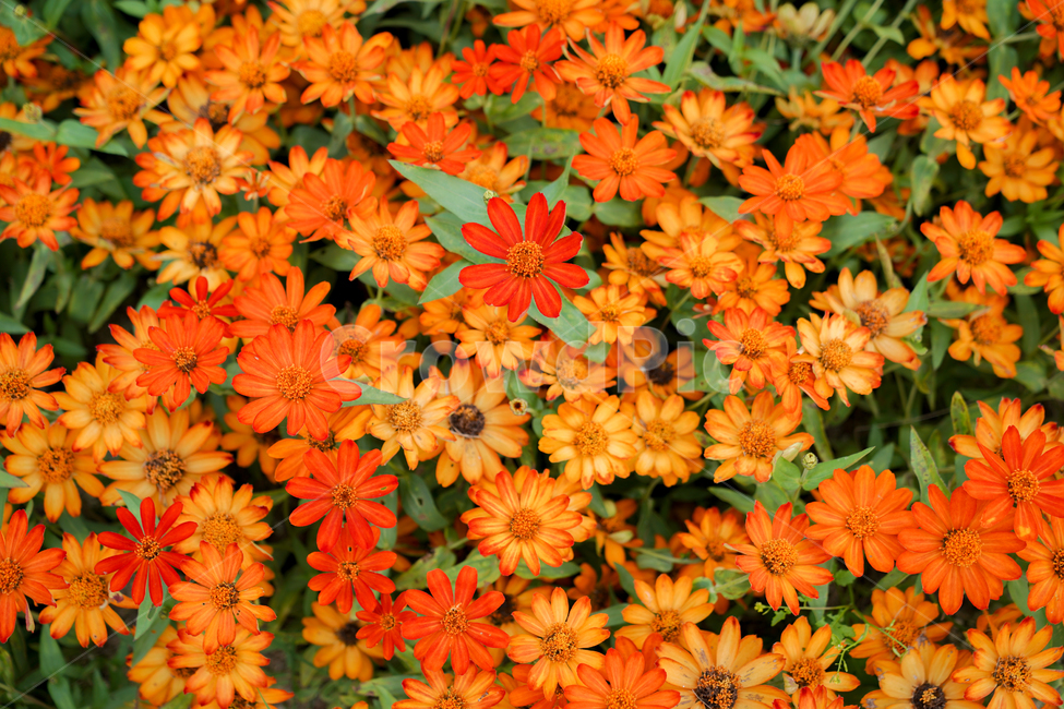 꽃,정원,주황,봄,여름,순천만정원,알록달록,식물,자연,plants,nature,꽃,flower