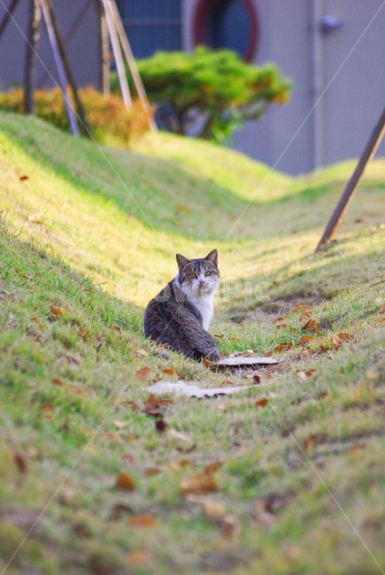 고양이,길고양이,길냥이,cat,kitty,야옹이,코숏,야생고양이,감성,동물,animal,포유류,mammal,고양이,cat,kitten,kitty