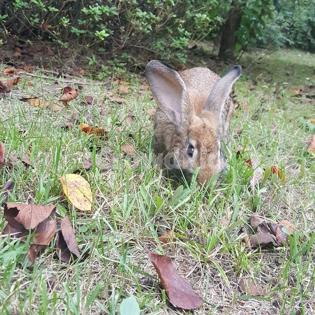 동물,야생동물,토끼,rabbit,귀여운,사랑스러운,cute,lovely