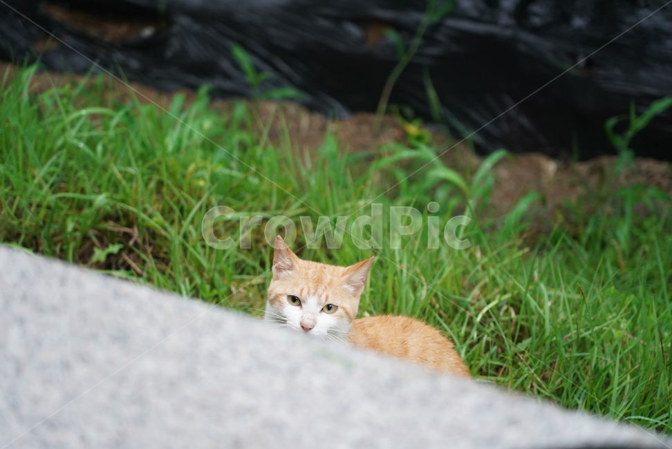 고양이,길냥이,엿보기,경계,인연,치즈,동물,animal,포유류,mammal,고양이,cat,kitten,kitty