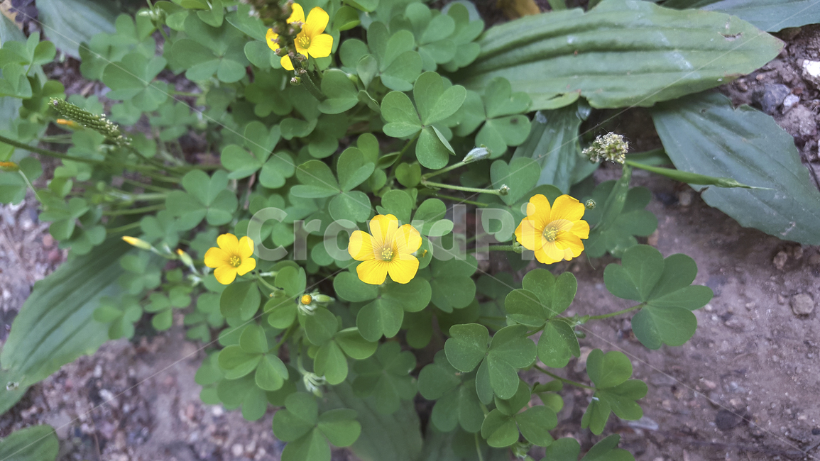 들꽃,꽃,식물,노란색,노란꽃,자연,풀,노랑,초록색,wildflower,flower,plants,weeds,green,yellow,yellowflowers,nature
