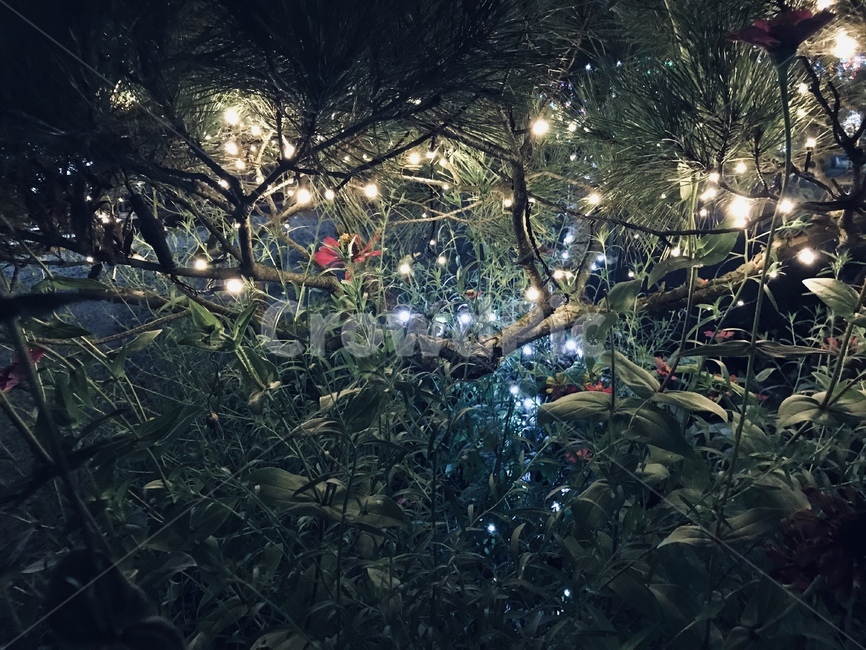 tree,나무,plant,식물,ornament,장식,lighting,조명,자연,옥외,빛,동심,nature,outdorrs,light
