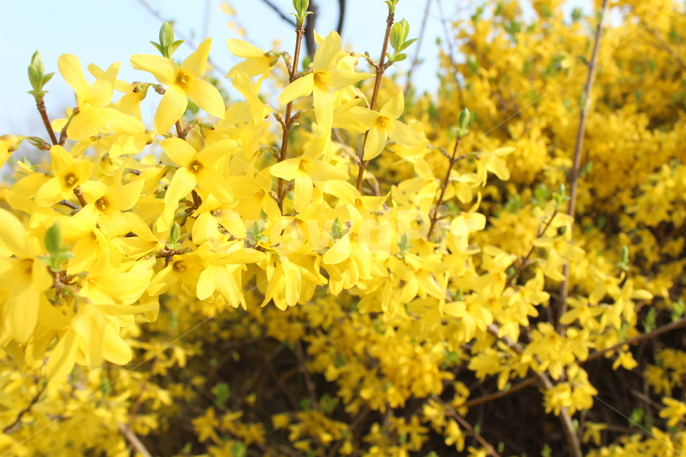 개나리,노란꽃,야생화,꽃,꽃밭,꽃배경,봄배경,풍경,봄풍경,봄,계절,spring,season,식물,자연,plants,nature,꽃,flower,plant,blossom