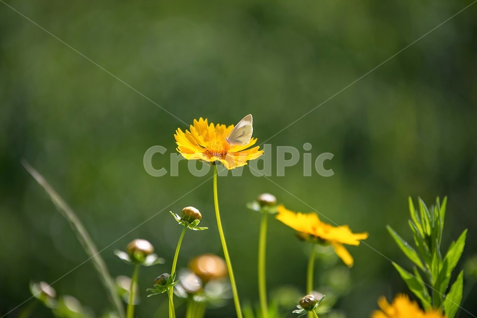 봄,꽃,노란꽃,들꽃,식물,식물,자연,plants,nature,꽃,flower