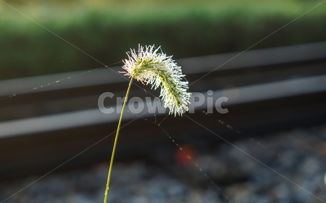 강아지풀,식물,자연,아침이슬,풀꽃,야생,식물,자연,plants,nature