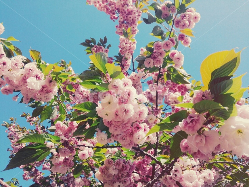 봄,벚꽃,왕벚꽃,힐링,감성,꽃항기,봄,계절,spring,season,식물,자연,plants,nature,꽃,flower,plant,blossom